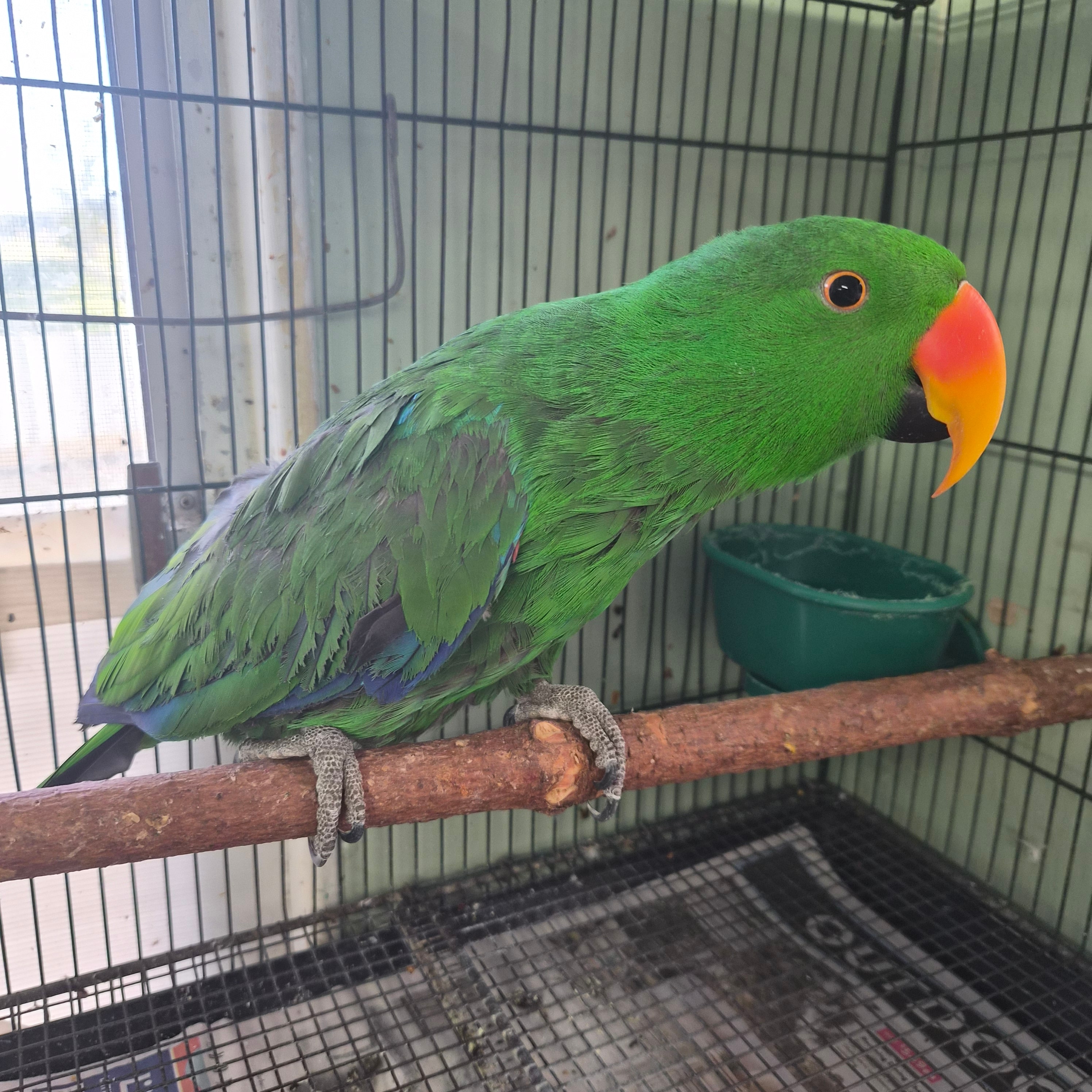 Oliver the Eclectus Parrot