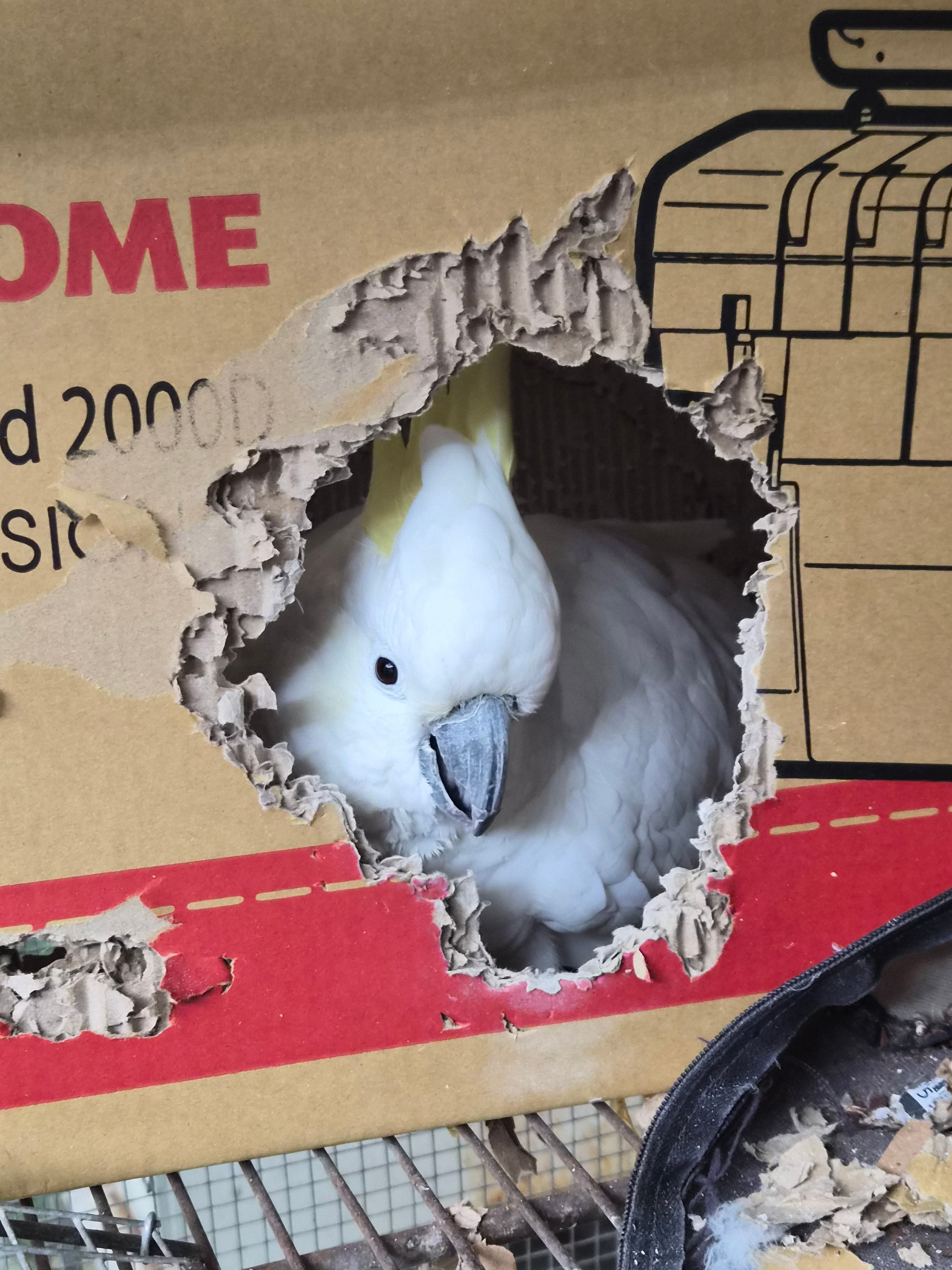 Georgina the Sulphur Crested Cockatoo